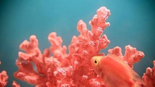 living coral pantone
